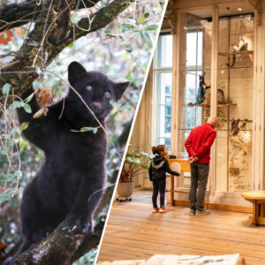 Combiticket ARTIS-Park&ARTIS-Groote Museum - Afbeelding 1