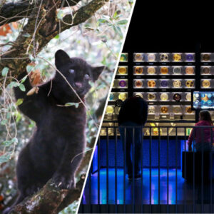 Combiticket ARTIS-Park&ARTIS-Micropia - Afbeelding 1