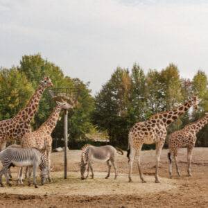 Vakantiepark Dierenbos - Afbeelding 1