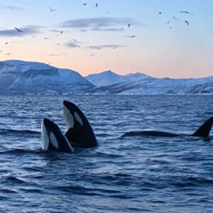 Orka beleving in het hoge Noorden - Afbeelding 1