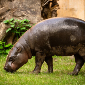 ZOO Antwerpen - Afbeelding 1