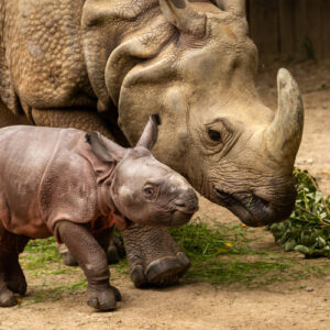 ZOO Planckendael - Afbeelding 1